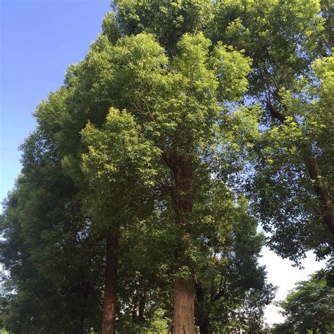 家裡種樟樹好嗎|樟科盆栽植物的種植及栽培小竅門 還你後院陽台那片。